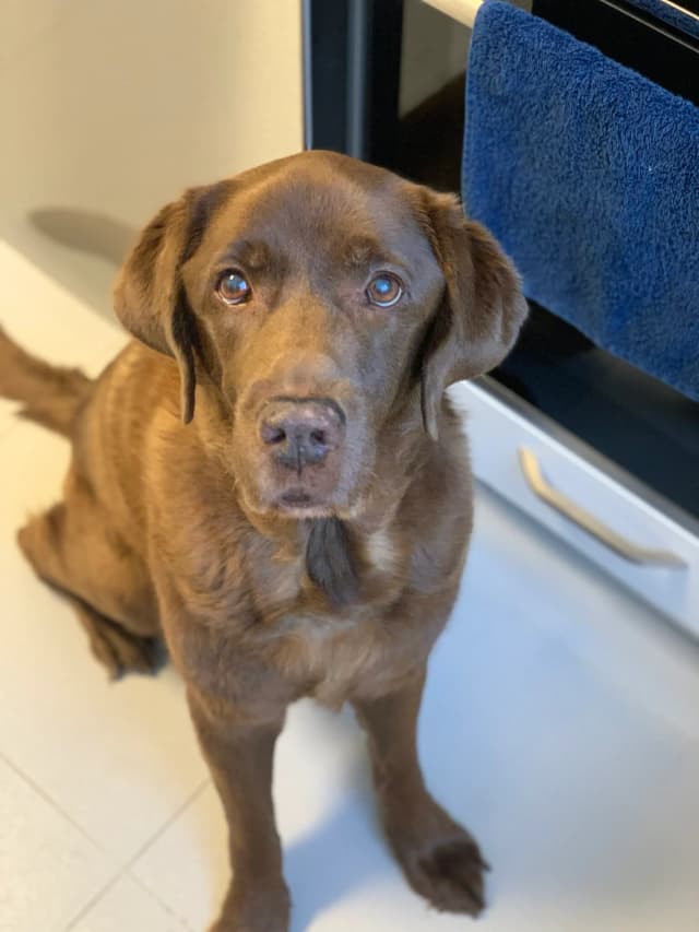 Kafi - Mi Casa Europa'nın dört ayaklı ekip üyesi